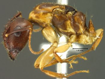 Media type: image;   Entomology 21526 Aspect: thorax lateral